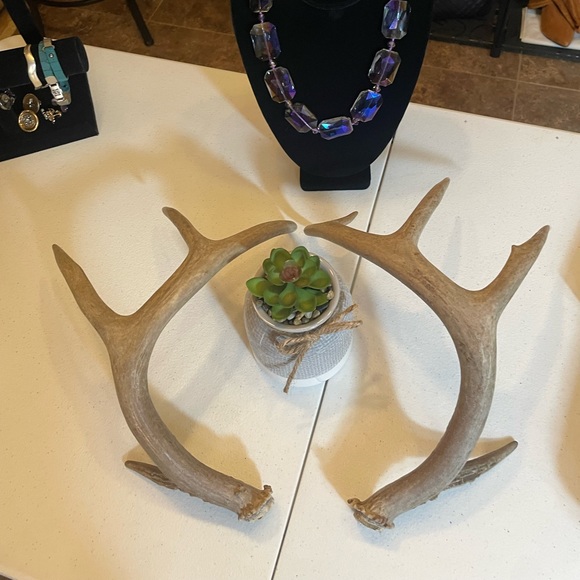 🦌5x4 Matching whitetail antler set - Picture 8 of 8